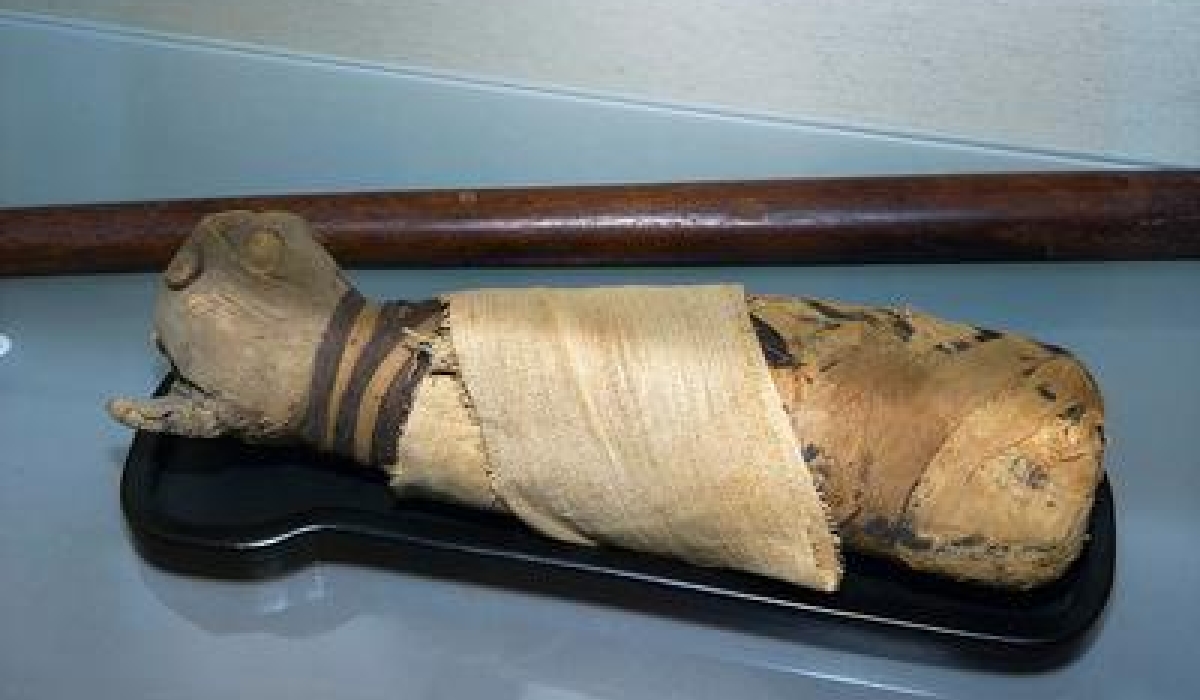 Mummie van een kat