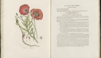 Klaproos uit Flora Batava coll KB web